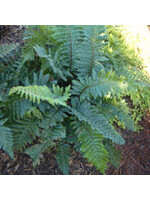 Polystichum polyblepharum Fern - Tassel, QT