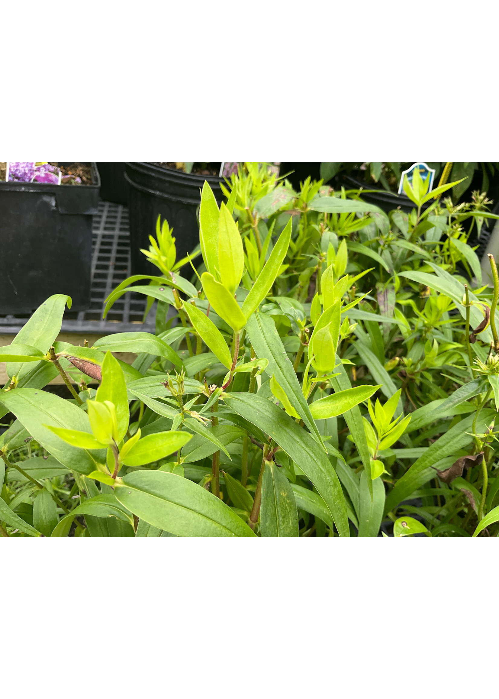 Phlox carolina Kim, Carolina Phlox