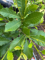 Quercus prinoides, Dwarf Chestnut Oak #3