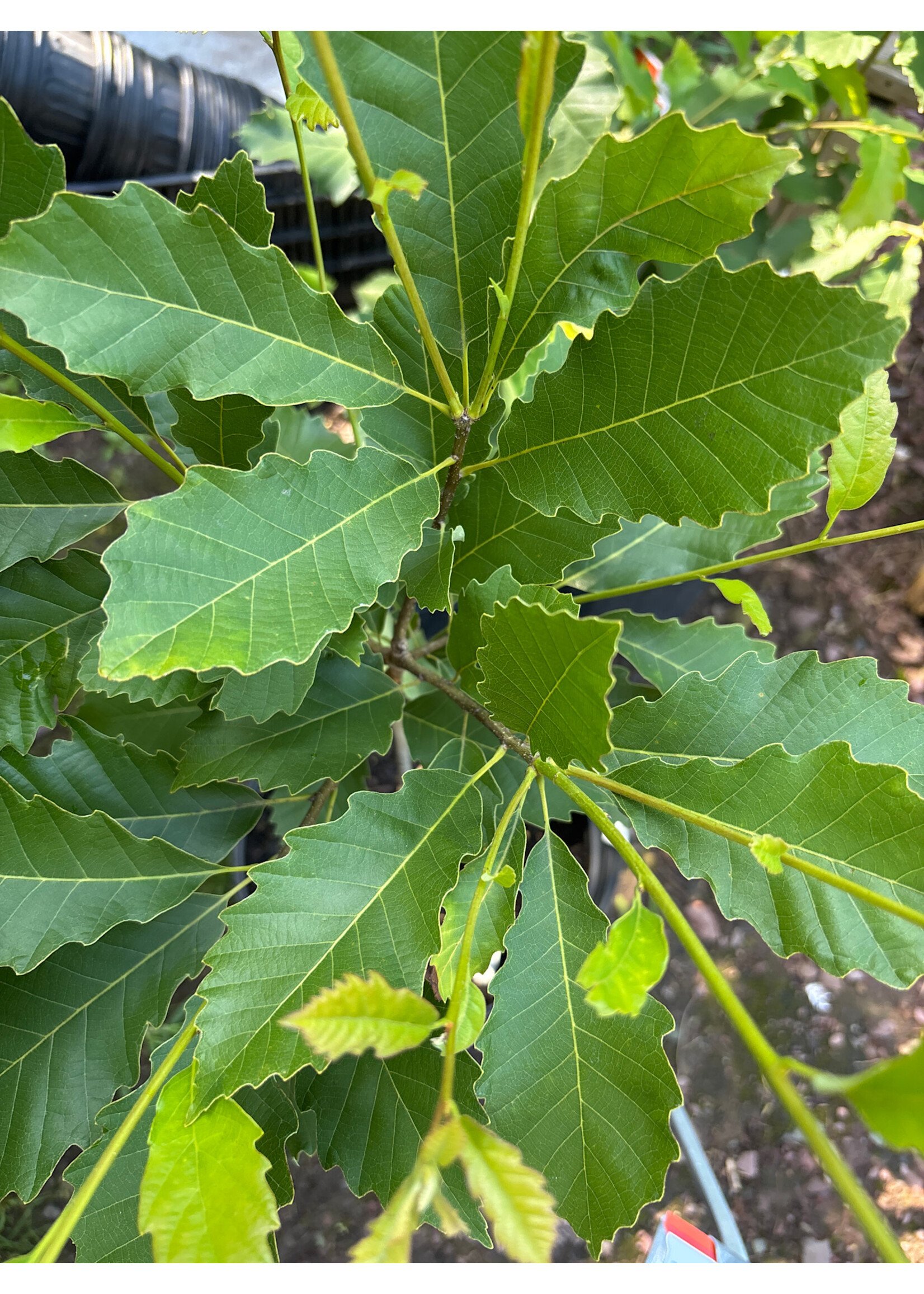 Quercus prinoides, Dwarf Chestnut Oak #3