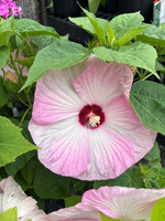 Hibiscus x Luna Pink Swirl Mallow, Luna Pink Swirl, #1