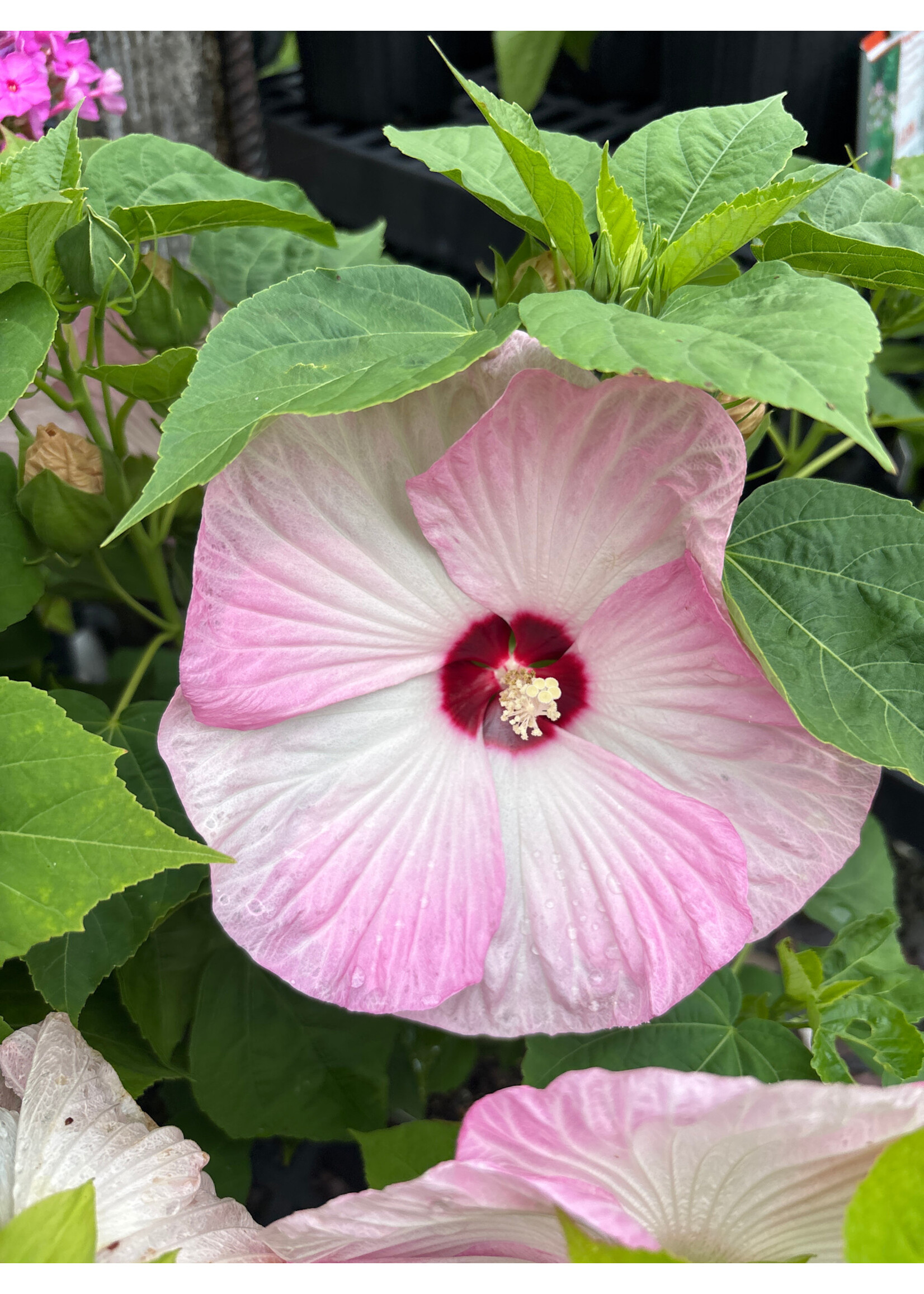 Hibiscus x Luna Pink Swirl Mallow, Luna Pink Swirl, #1