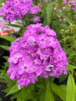 Phlox amplifolia Goliath - Phlox #1