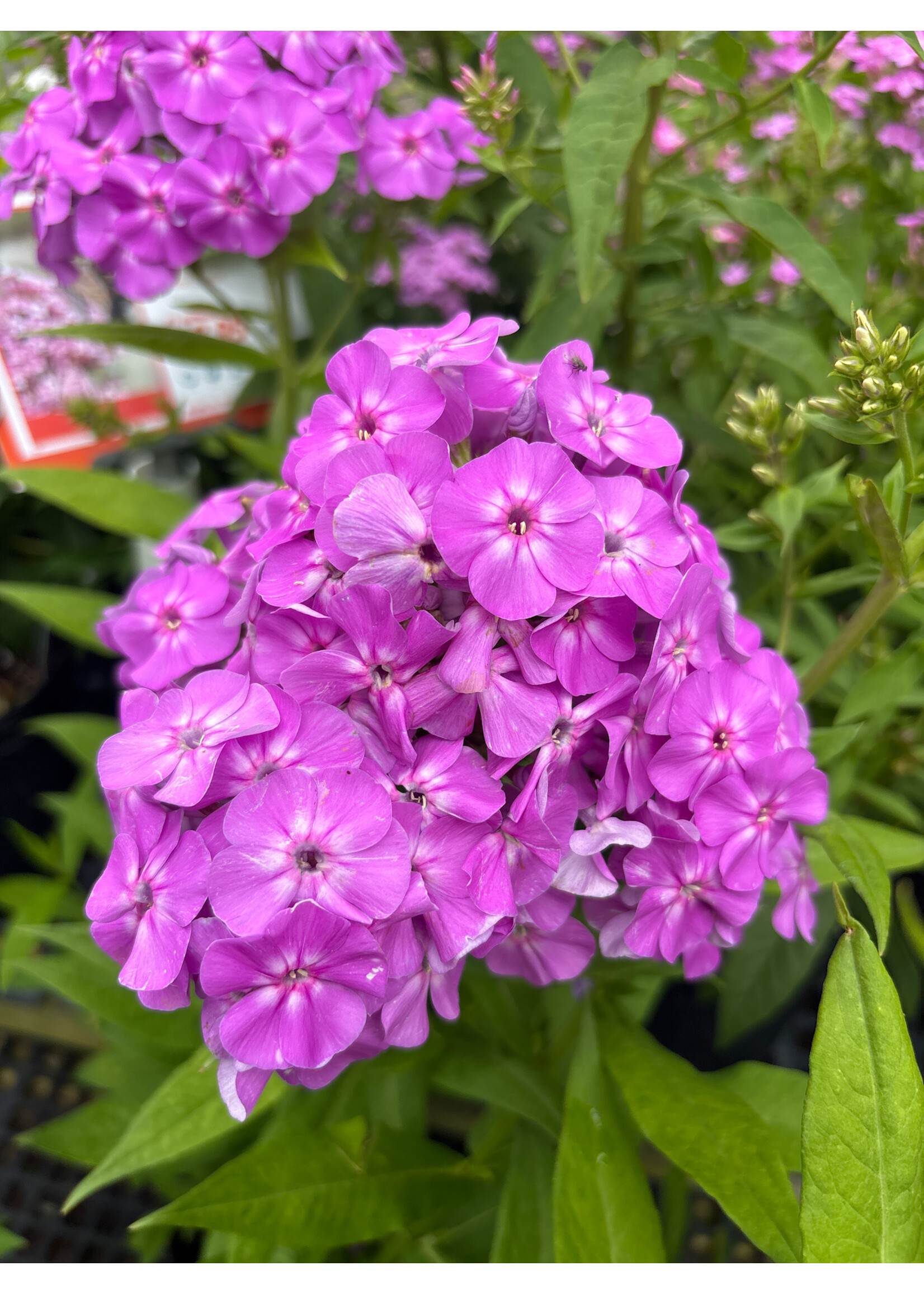 Phlox amplifolia Goliath - Phlox #1