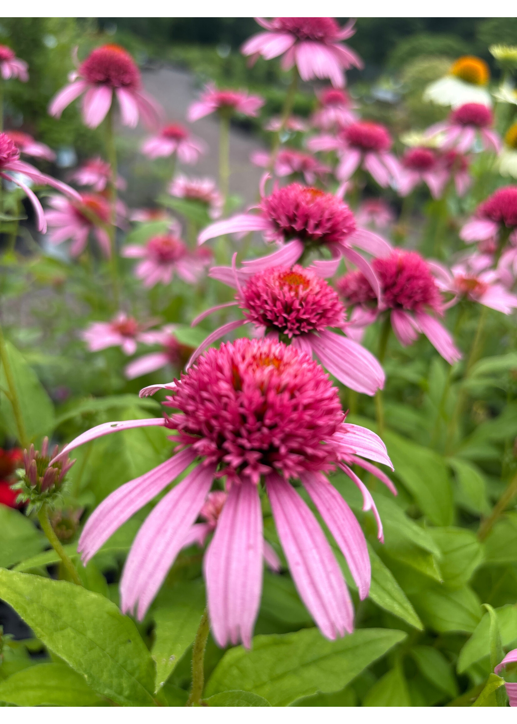 Echinacea Conefections Pink Double Delight, Coneflower #1