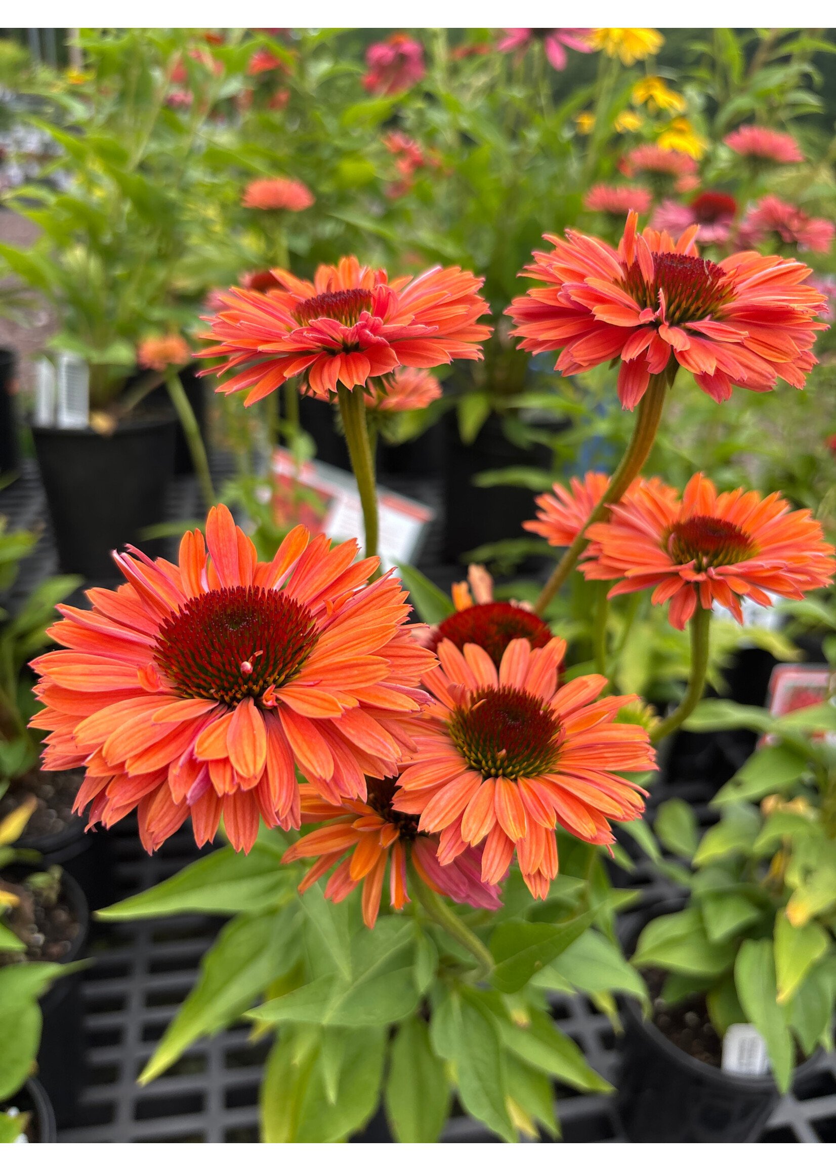 Echinacea pur. Soft  Orange, Coneflower #1