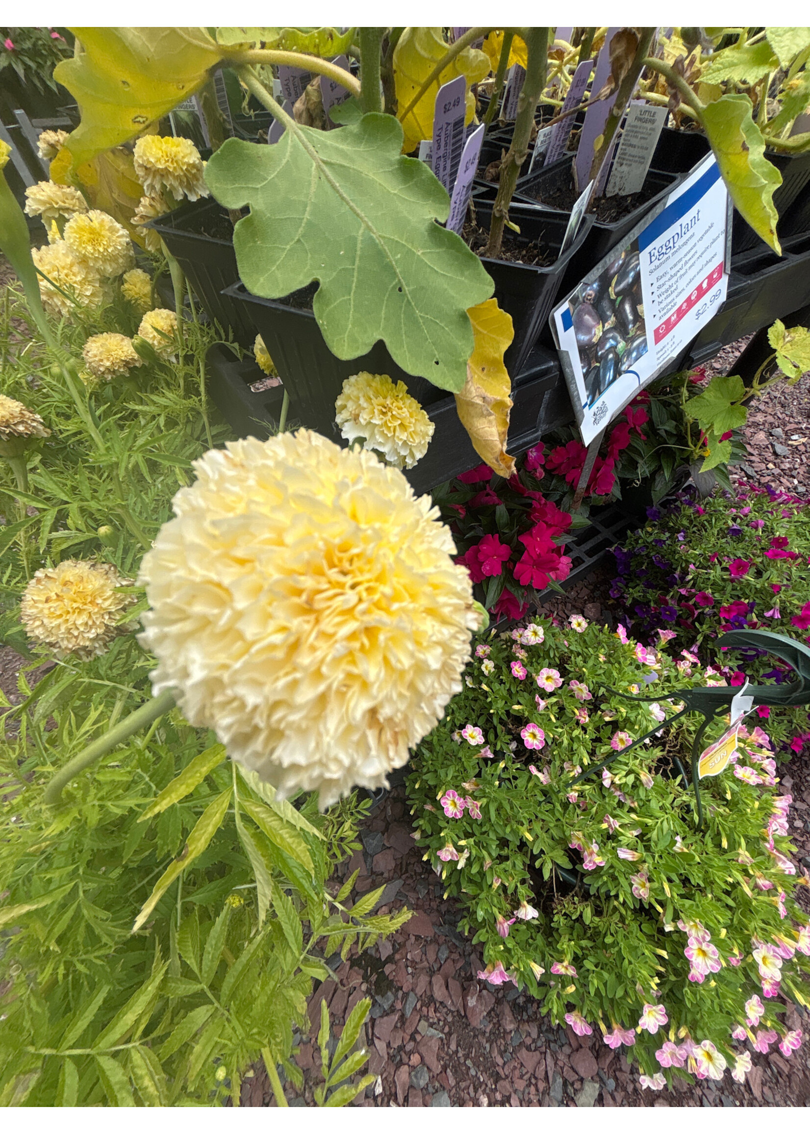 Marigold,  Vanilla 4"