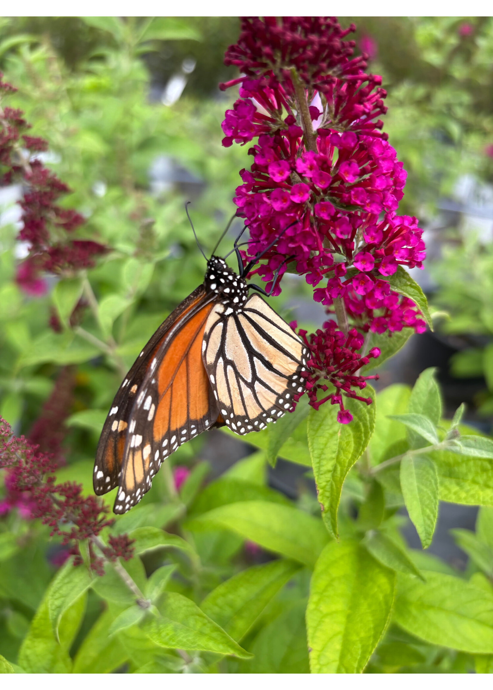 Buddleia Miss Molly Butterfly Bush, Miss Molly, #3