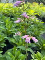 Penstemon calycosus - Calico Beardtongue #1