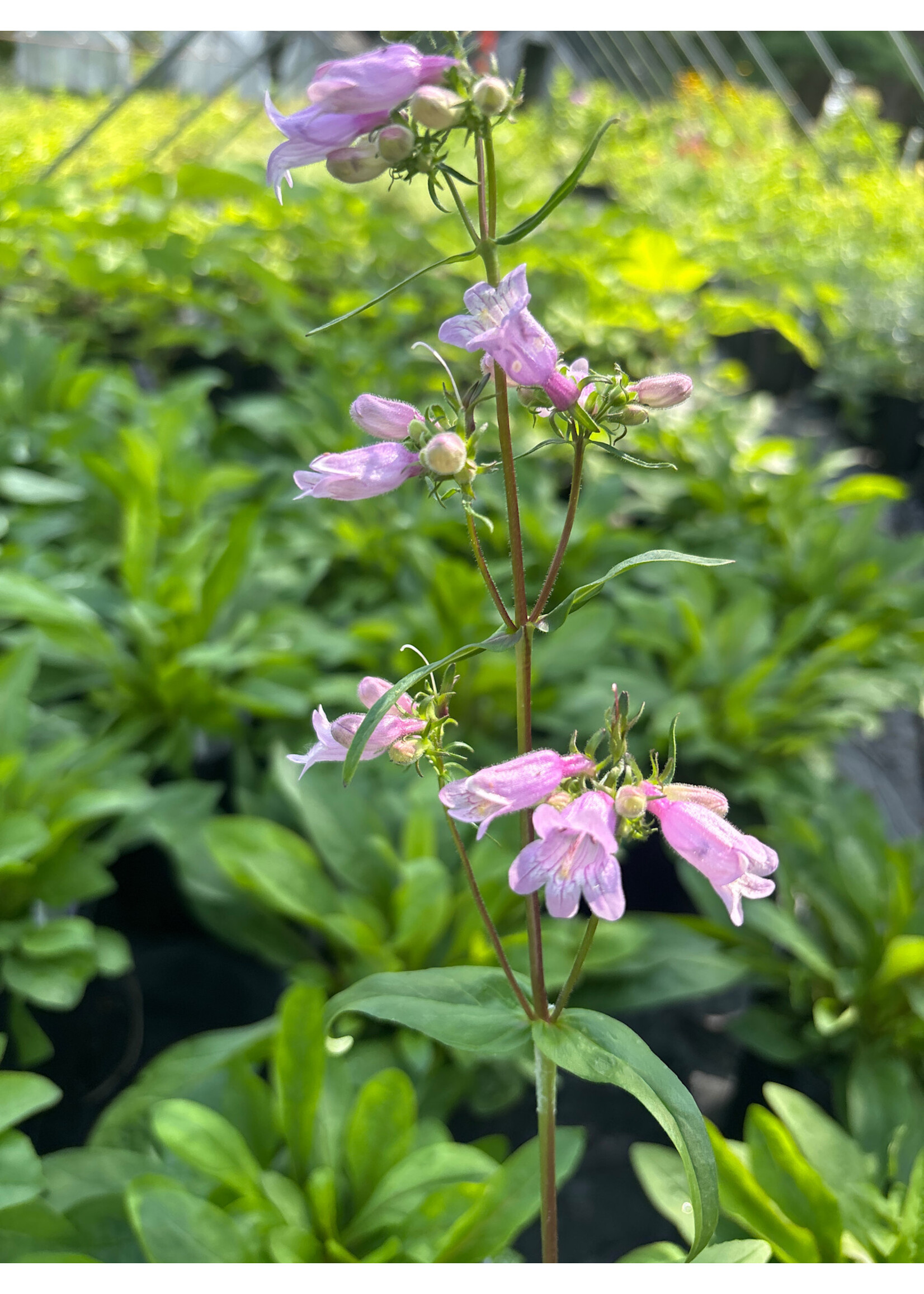 Penstemon calycosus - Calico Beardtongue #1
