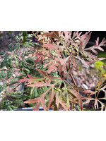 Acer palm. di. Orangeola, Japanese Threadleaf Maple#5