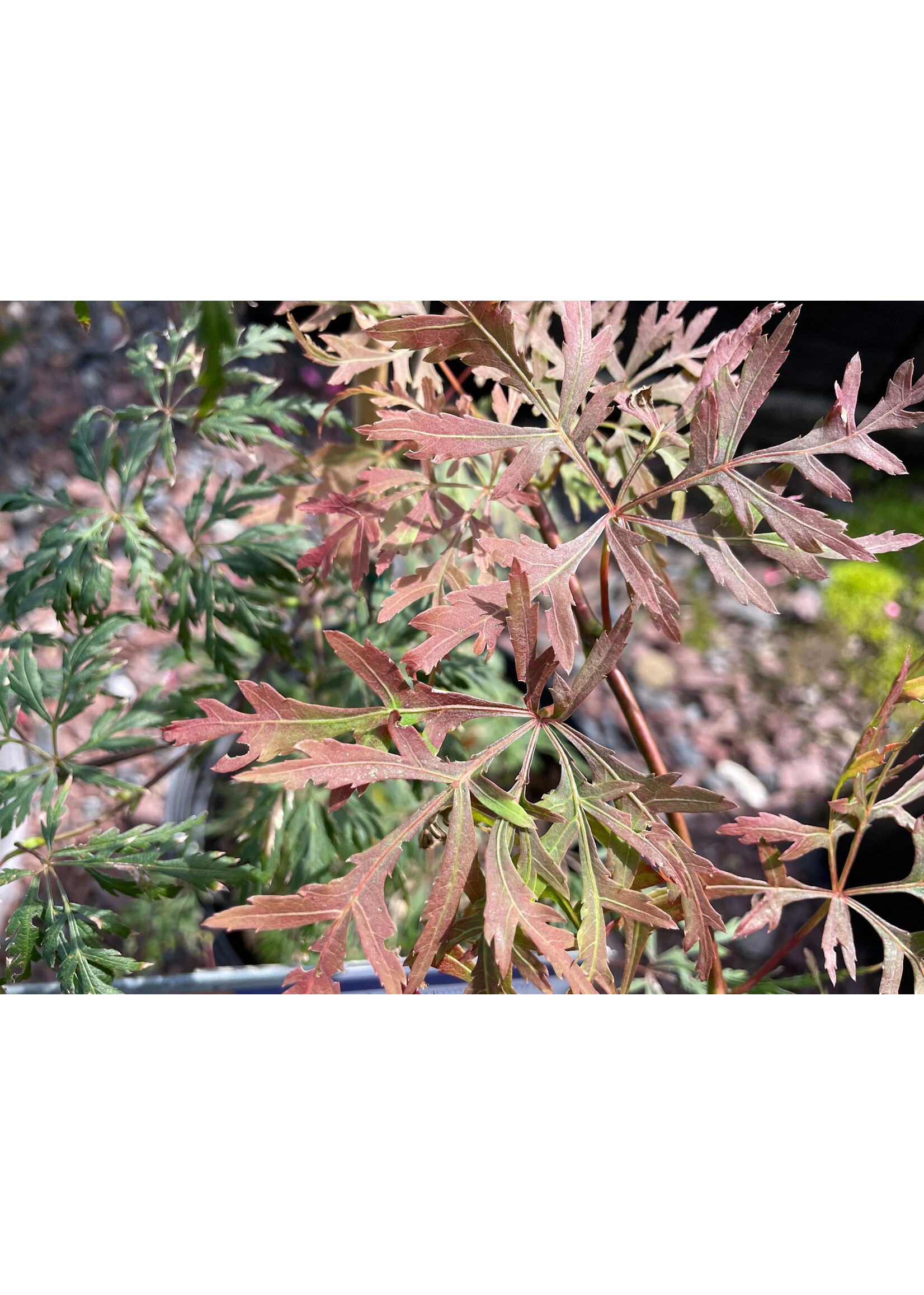 Acer palm. di. Orangeola, Japanese Threadleaf Maple#5