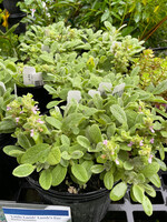 Stachys Little Lamb , Lambs Ear #1