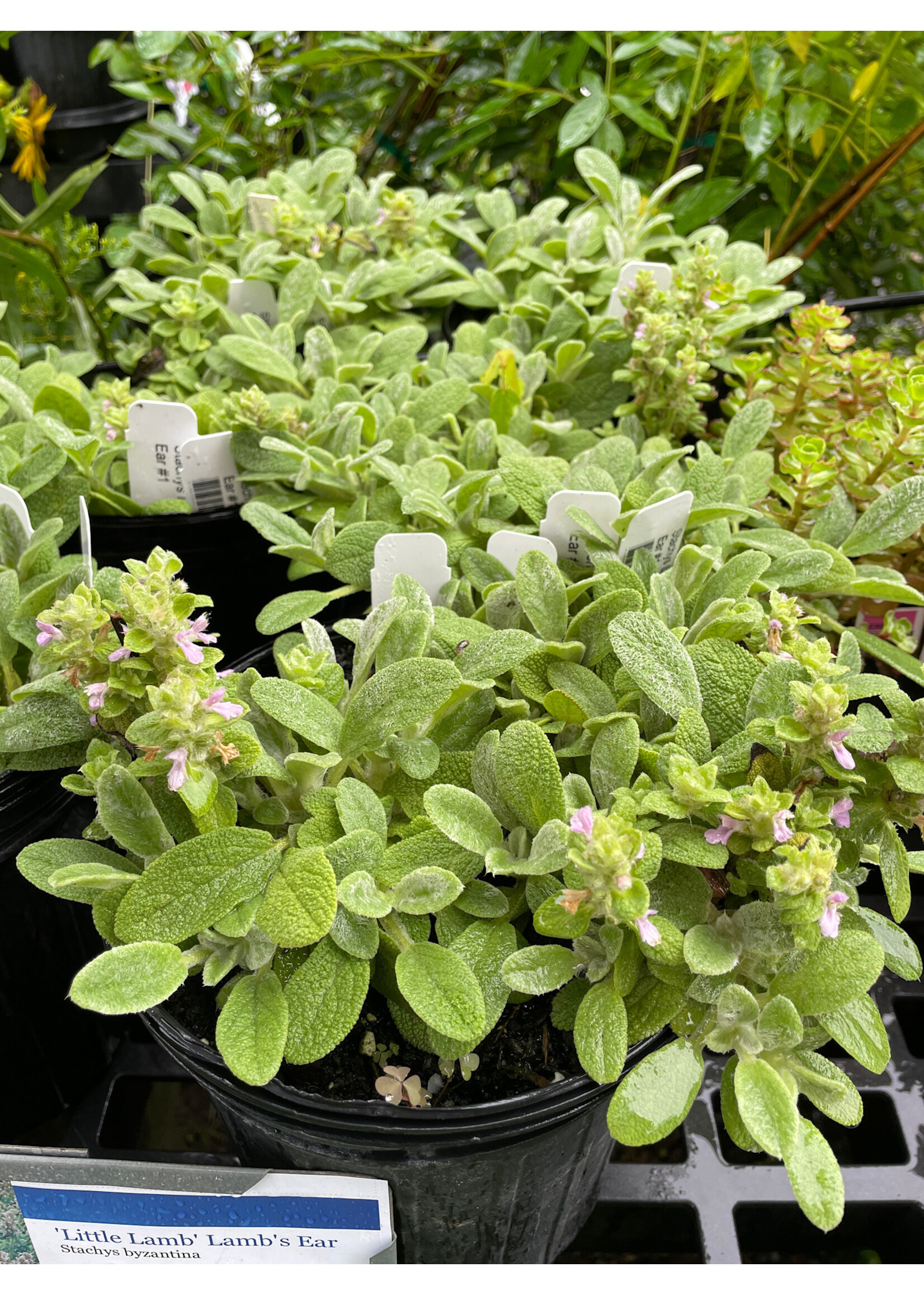 Stachys Little Lamb , Lambs Ear #1