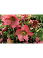 Helleborus Rosemary, Lenten Rose #1