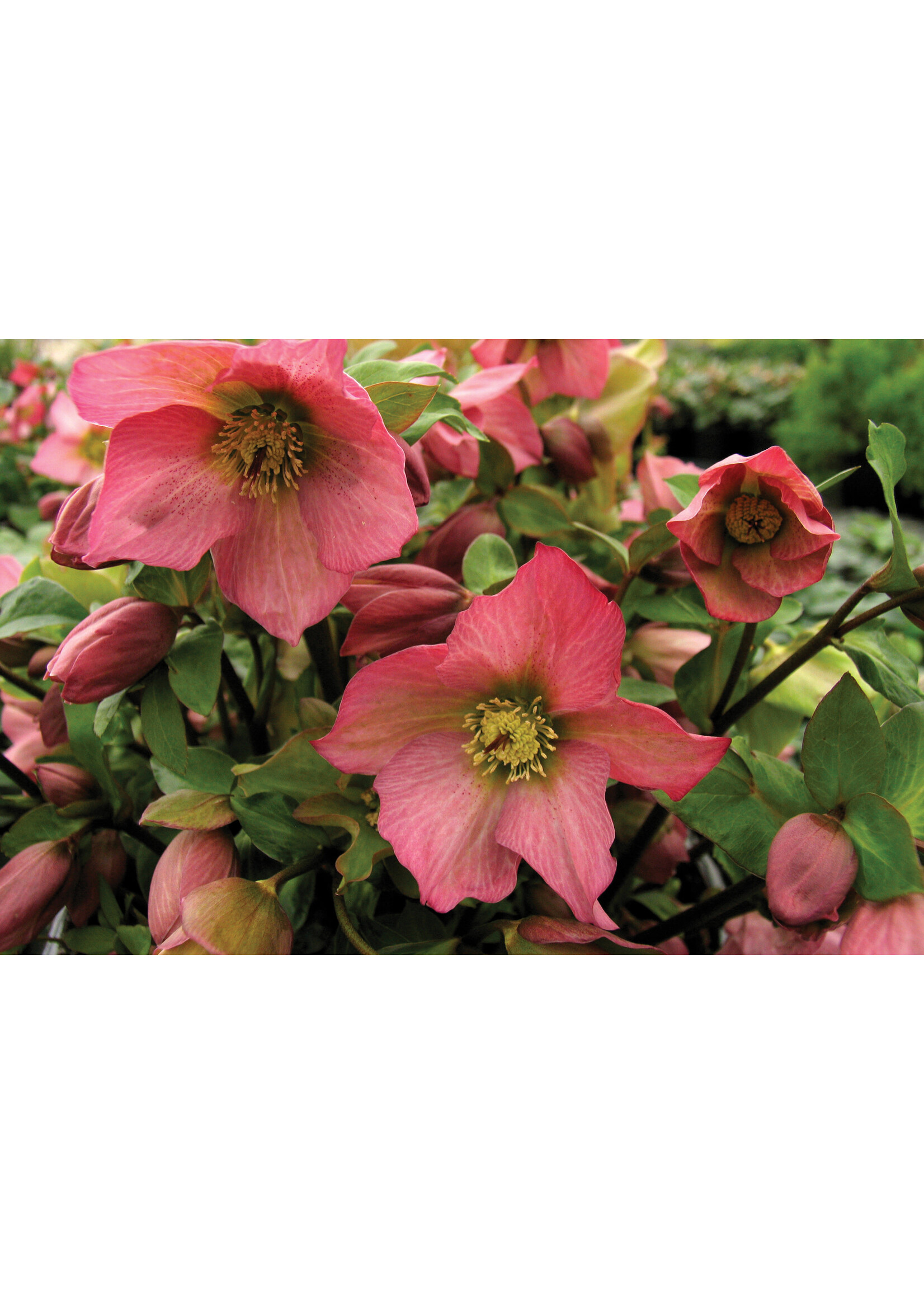 Helleborus Rosemary, Lenten Rose #1