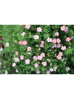 Potentilla Happy Face Hearts, Bush Cinquefoil #3