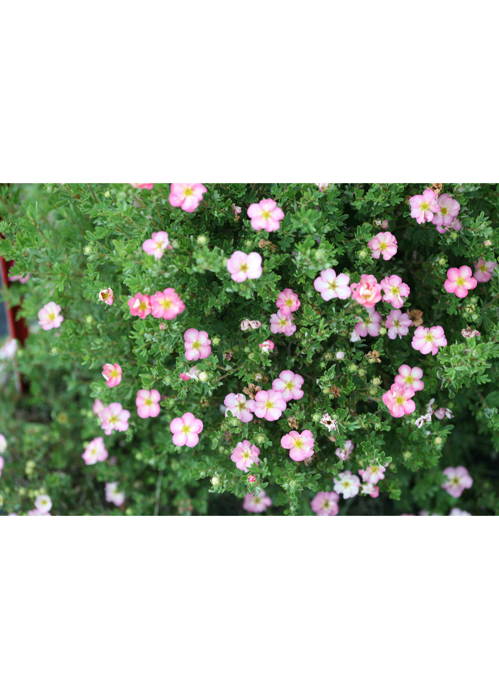 Potentilla Happy Face Hearts, Bush Cinquefoil #3