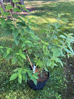 Clethra acuminata, Mountain Pepperbush #3