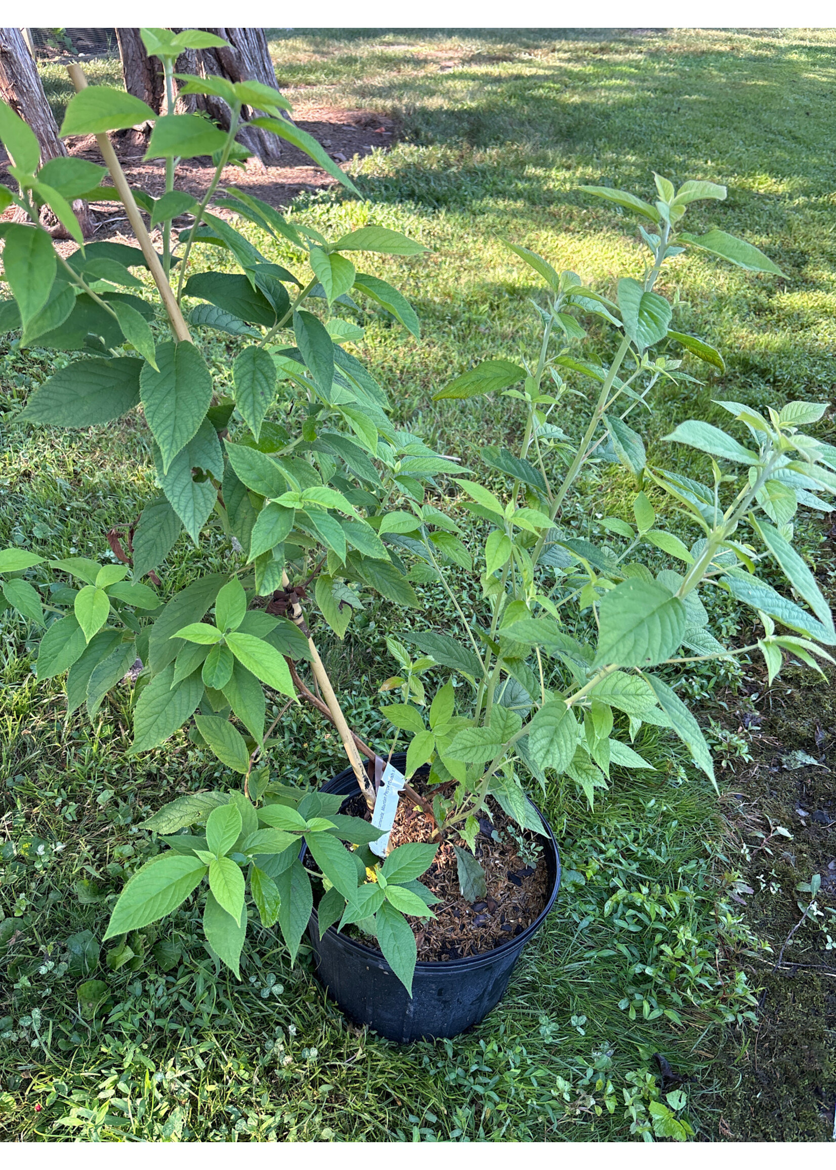Clethra acuminata, Mountain Pepperbush #3