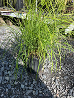 Carex woodii, Woods Sedge #1