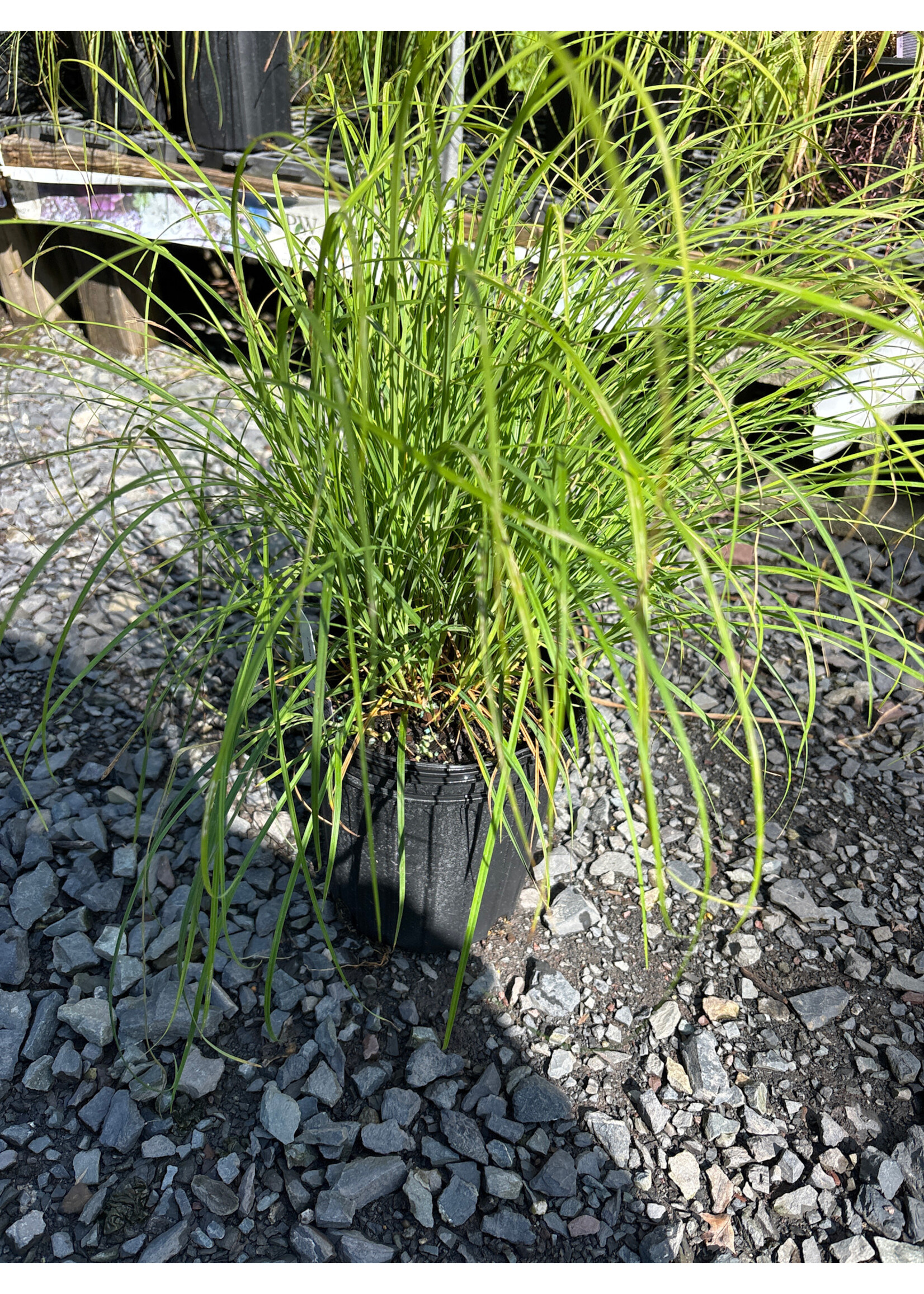 Carex woodii, Woods Sedge #1