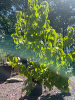 Viburnum dil. Unknown Viburnum - #5