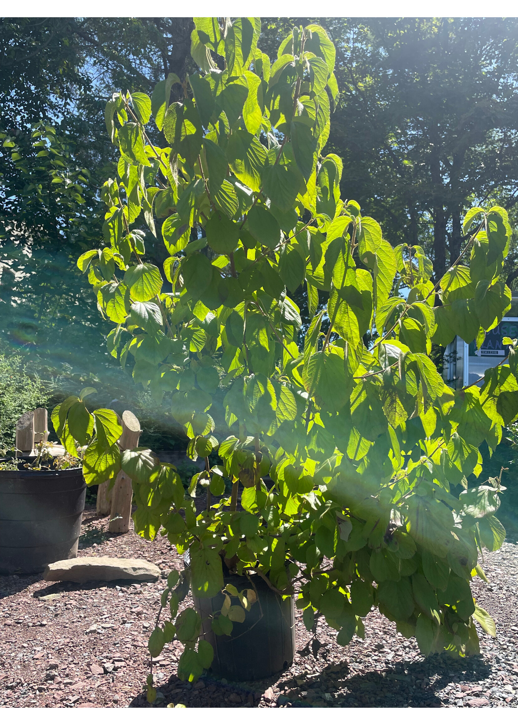 Viburnum dil. Unknown Viburnum - #5