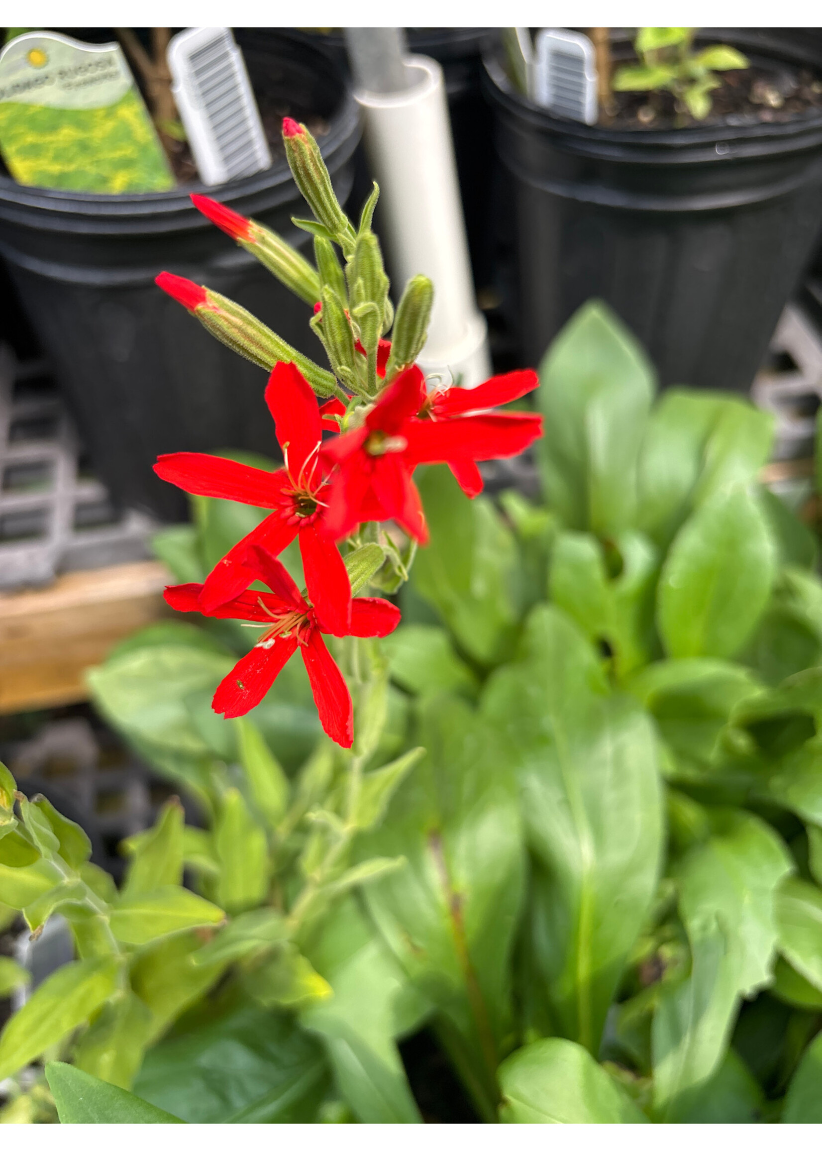Silene regia, Royal Catchfly #1