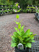 Penstemon Smallii- Small's Beardtongue #1