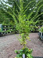 Solidago rugosa, Rough Goldenrod #1