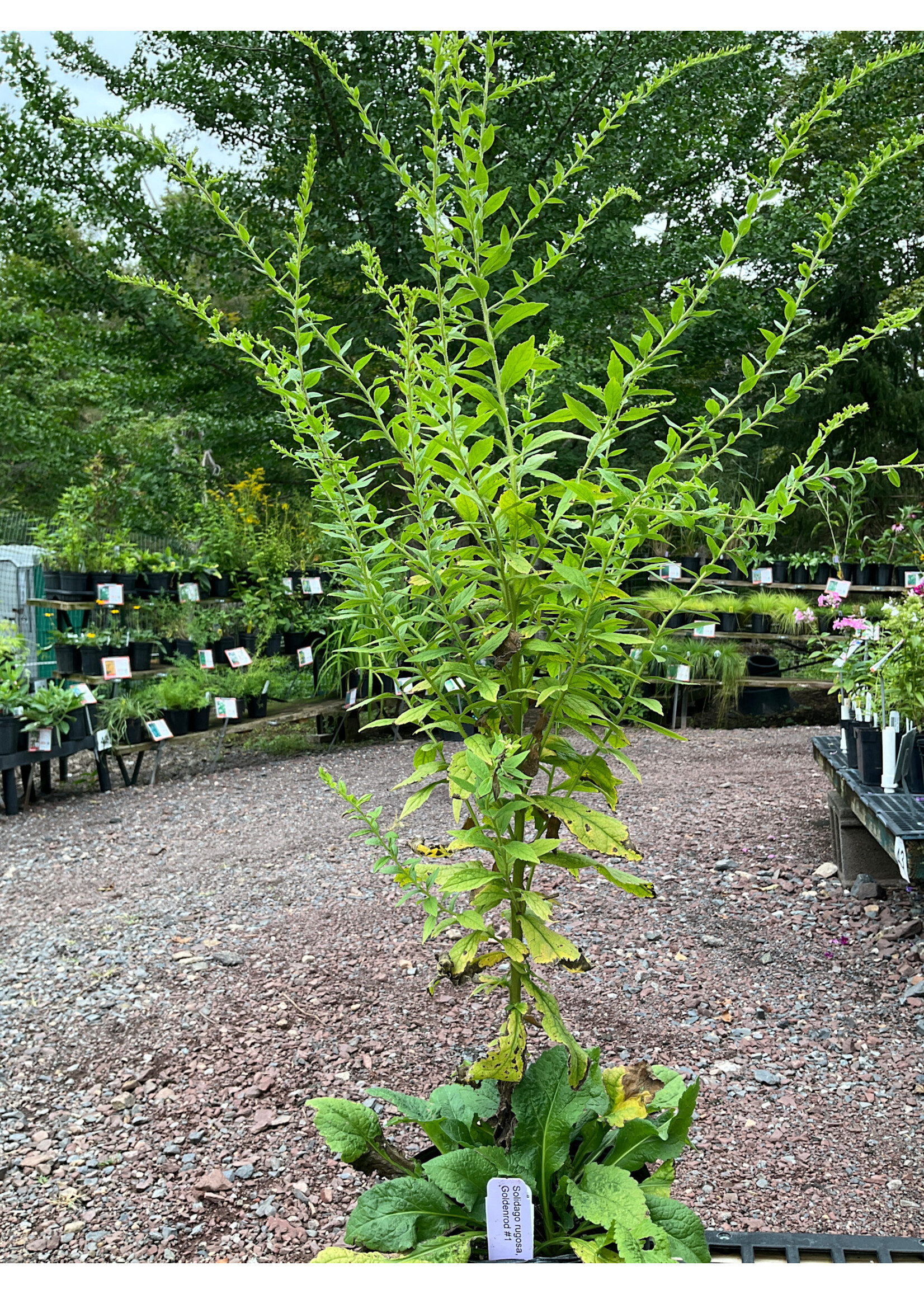Solidago rugosa, Rough Goldenrod #1