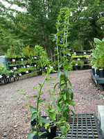 Lobelia puberella, Downy lobelia #1