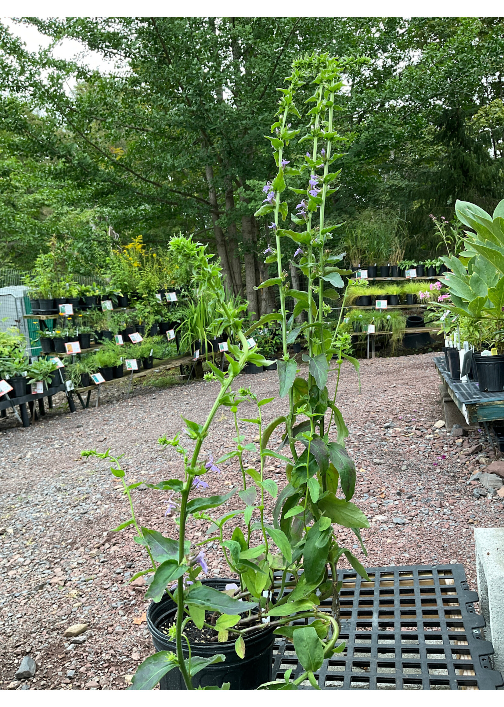 Lobelia puberella, Downy lobelia #1