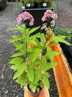 Eutrochium fistulosum JoJo, Joe Pye Weed #1