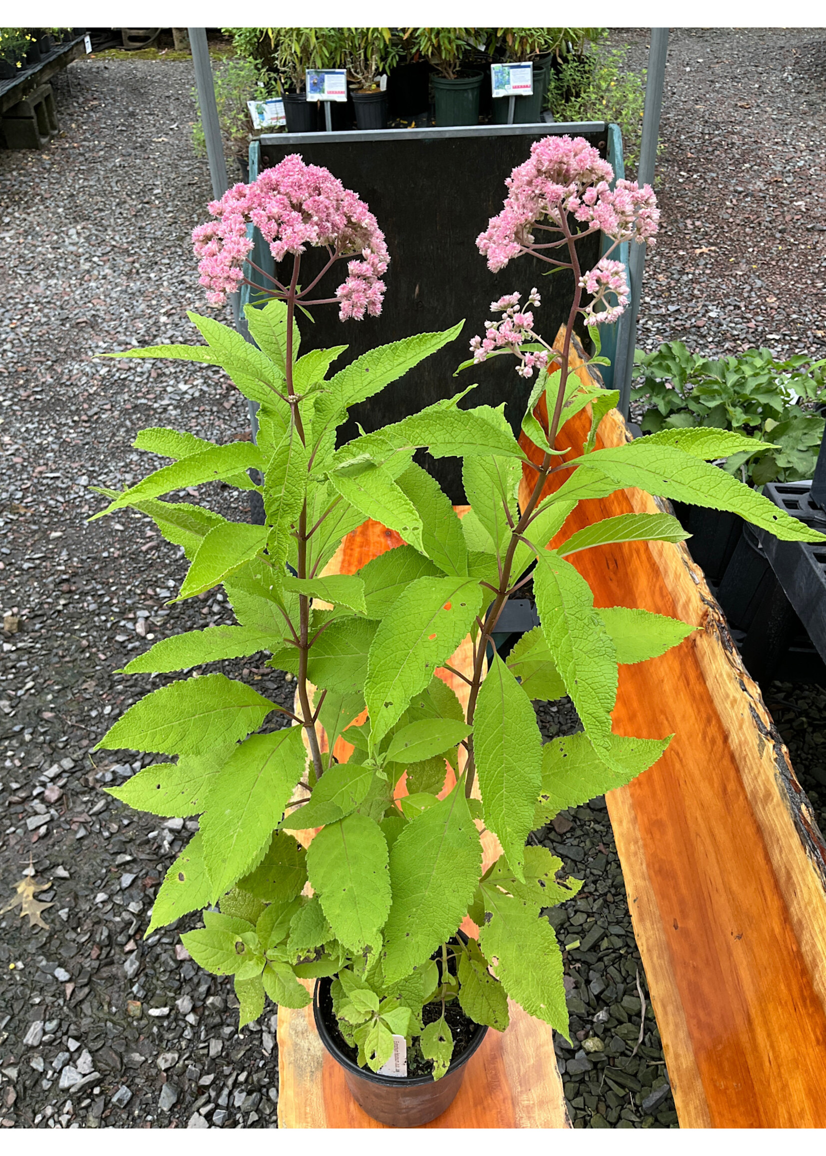 Eutrochium fistulosum JoJo, Joe Pye Weed #1