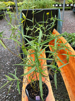 Helianthus angustifolia, Swamp Sunflower #1