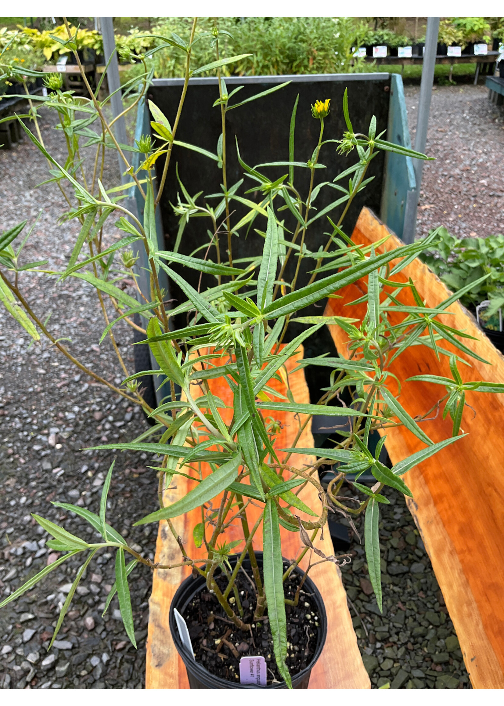 Helianthus angustifolia, Swamp Sunflower #1