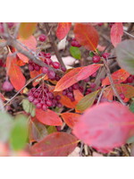 Aronia arbutifolia Berry Scape, Red Chokeberry #3