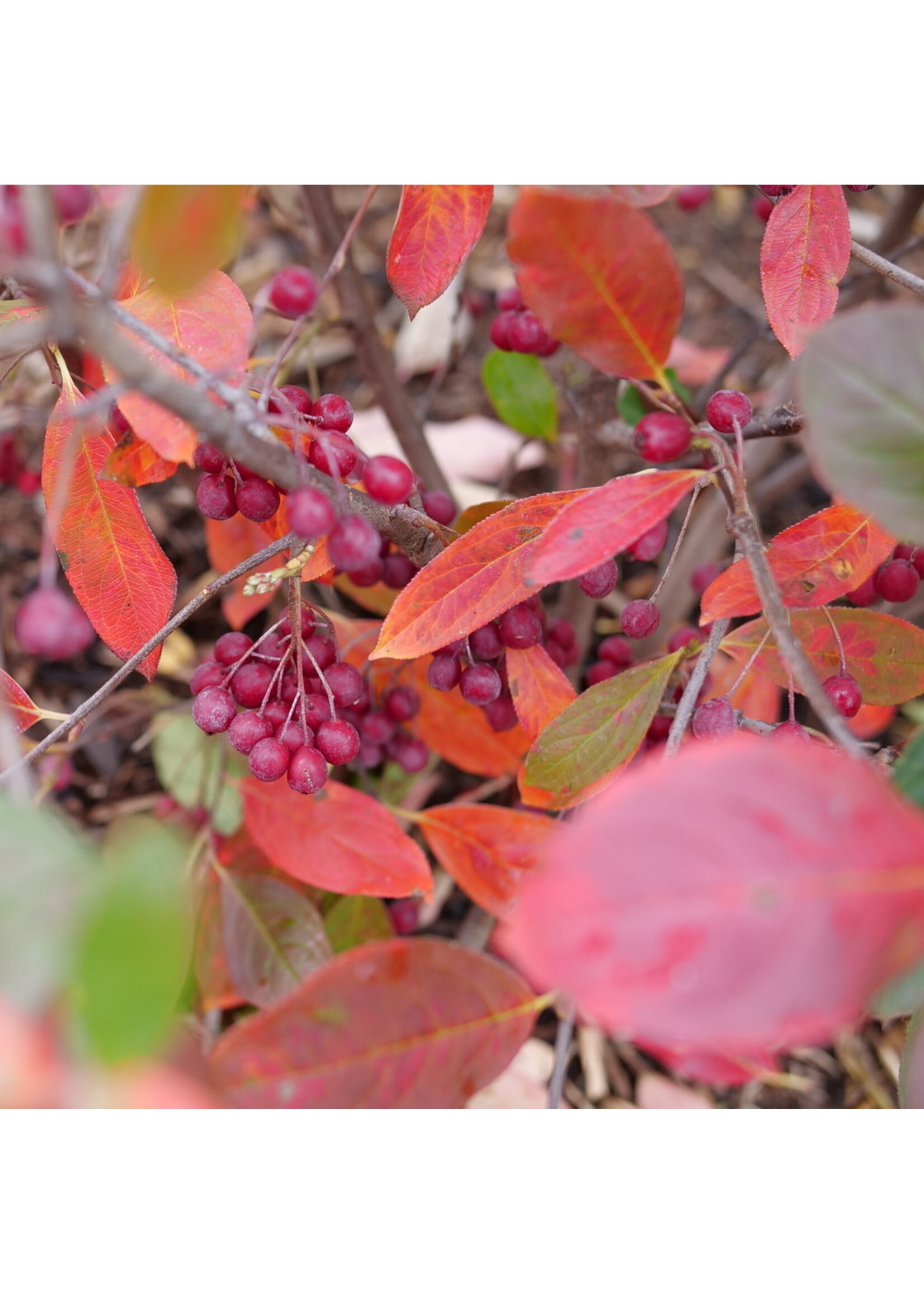 Aronia arbutifolia Berry Scape, Red Chokeberry #3