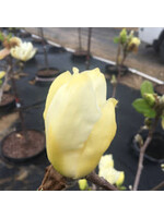 Magnolia acuminata Elizabeth Magnolia - Cucumbertree, Elizabeth, #7
