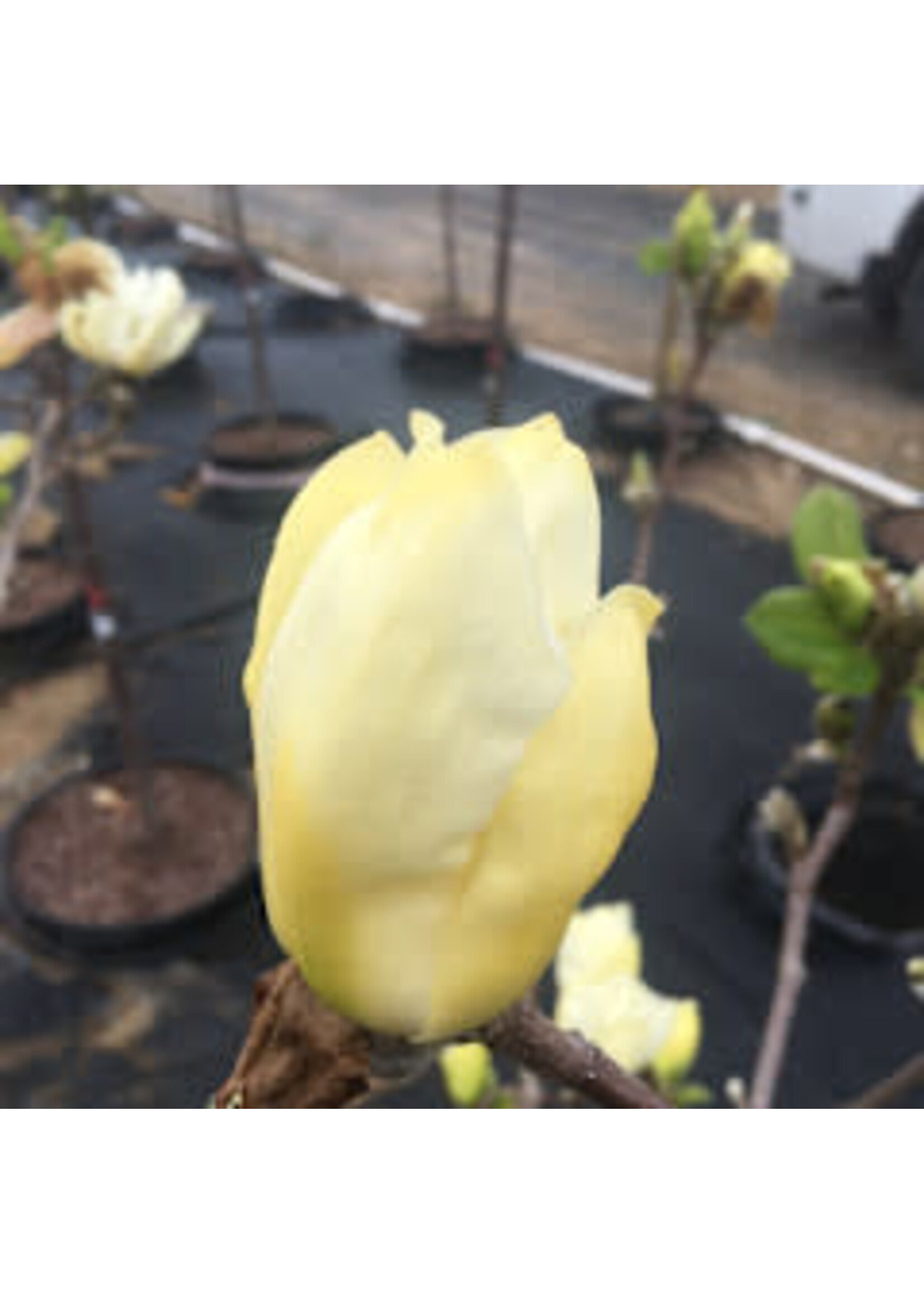 Magnolia acuminata Elizabeth Magnolia - Cucumbertree, Elizabeth, #7