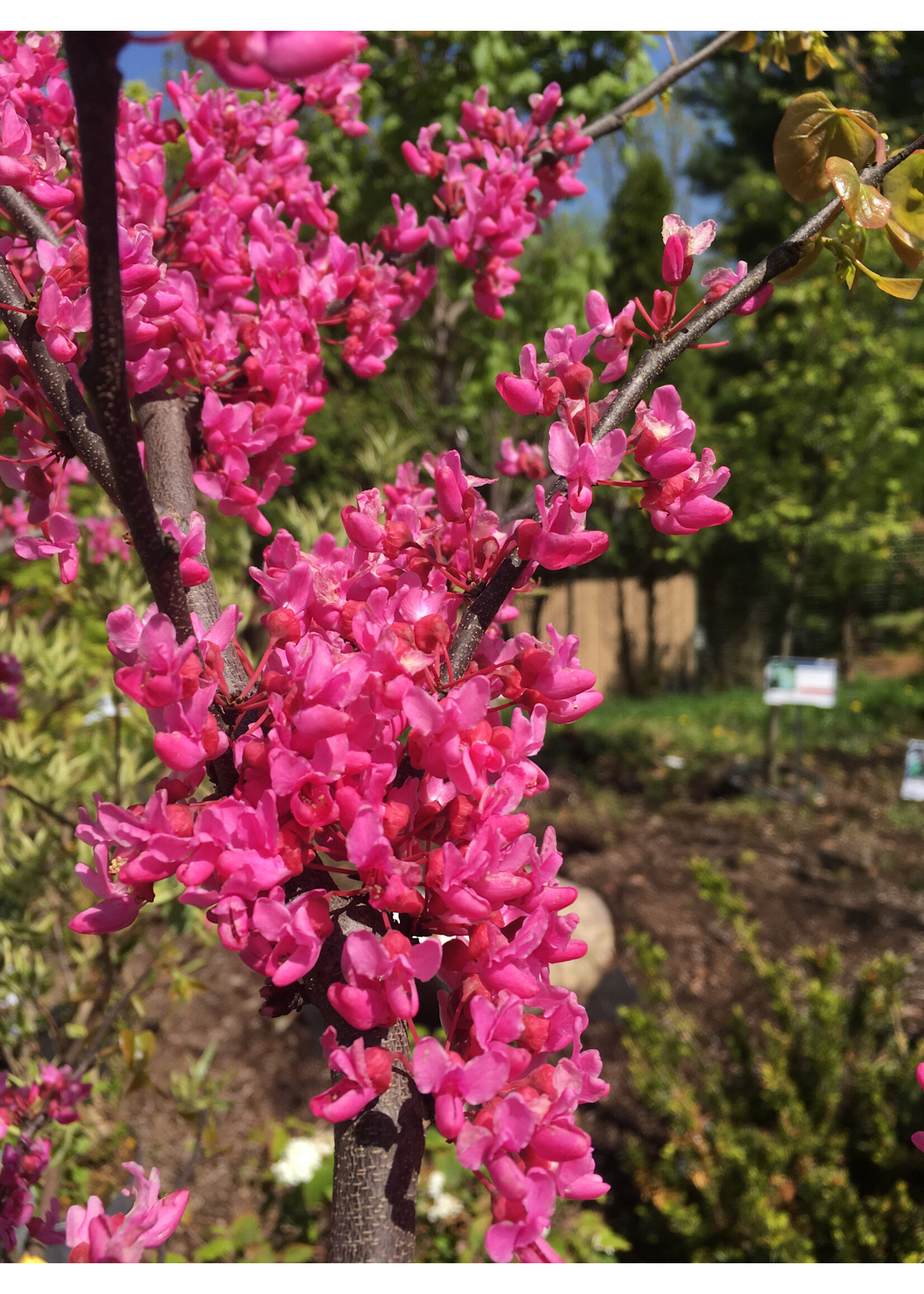 Cercis can. Appalachian Red Redbud - Eastern, Appalachian Red, #7