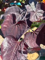 Cercis can. Black Pearl, Redbud - Eastern, Black Pearl, #7
