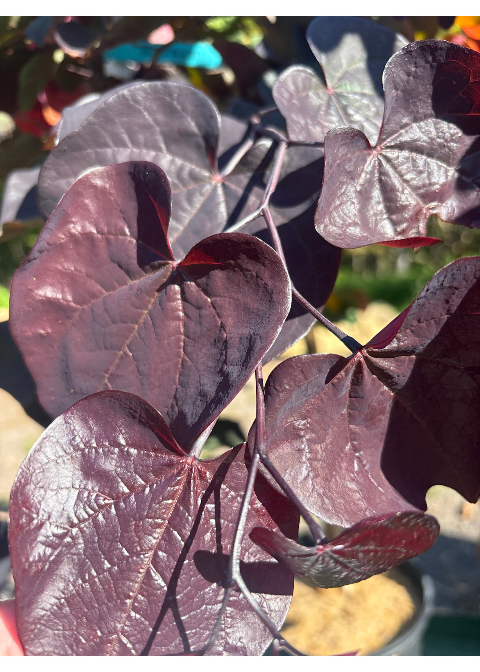 Cercis can. Black Pearl, Redbud - Eastern, Black Pearl, #7