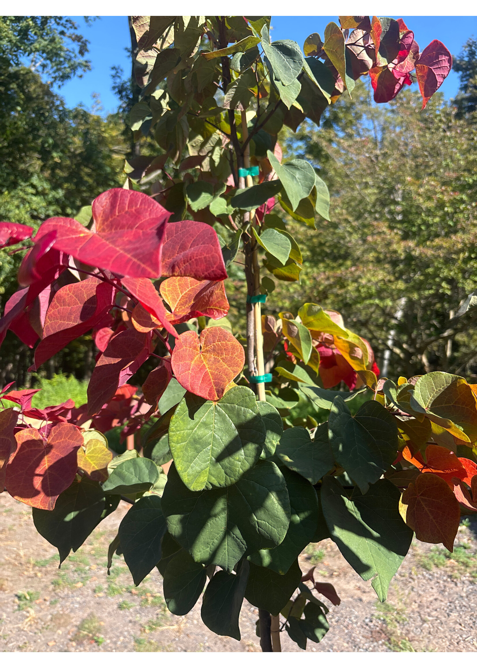 Cercis can. Hearts a Fire Redbud - Eastern, #7