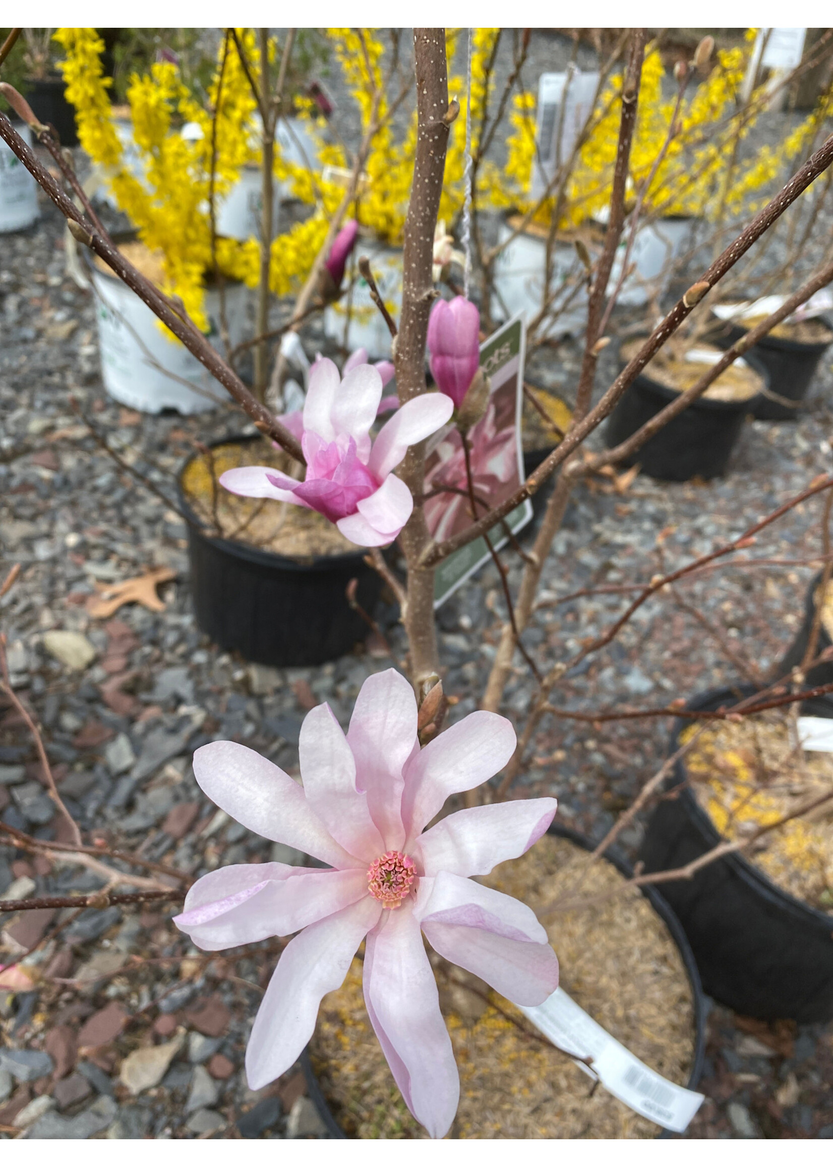 Magnolia x loeb. Leonard Messel Magnolia - Loebner, Leonard Messel, #7