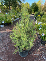 Juniperus virginiana Eastern Redcedar, 4-5'  #7 container