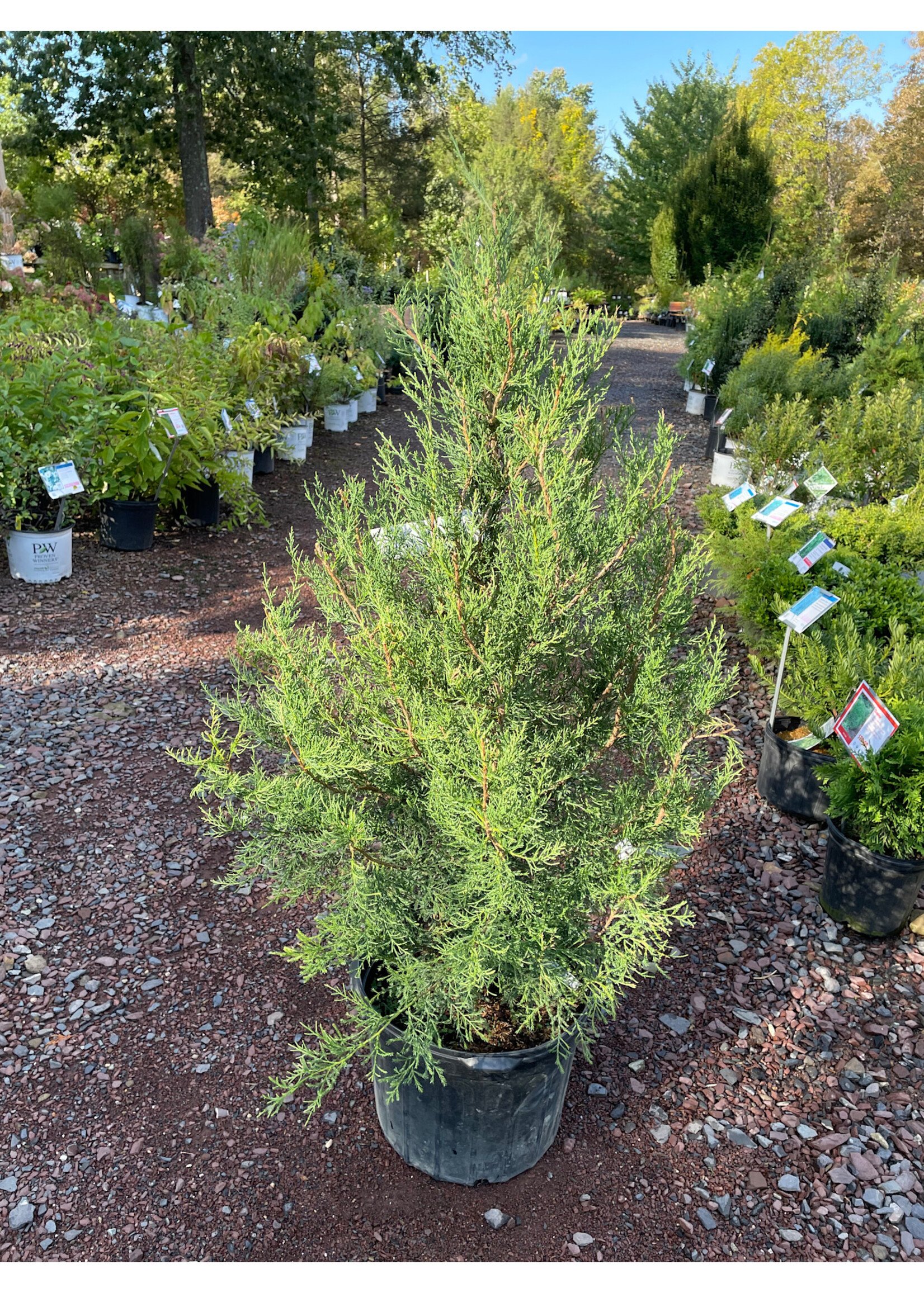 Juniperus virginiana Eastern Redcedar, 4-5'  #7 container