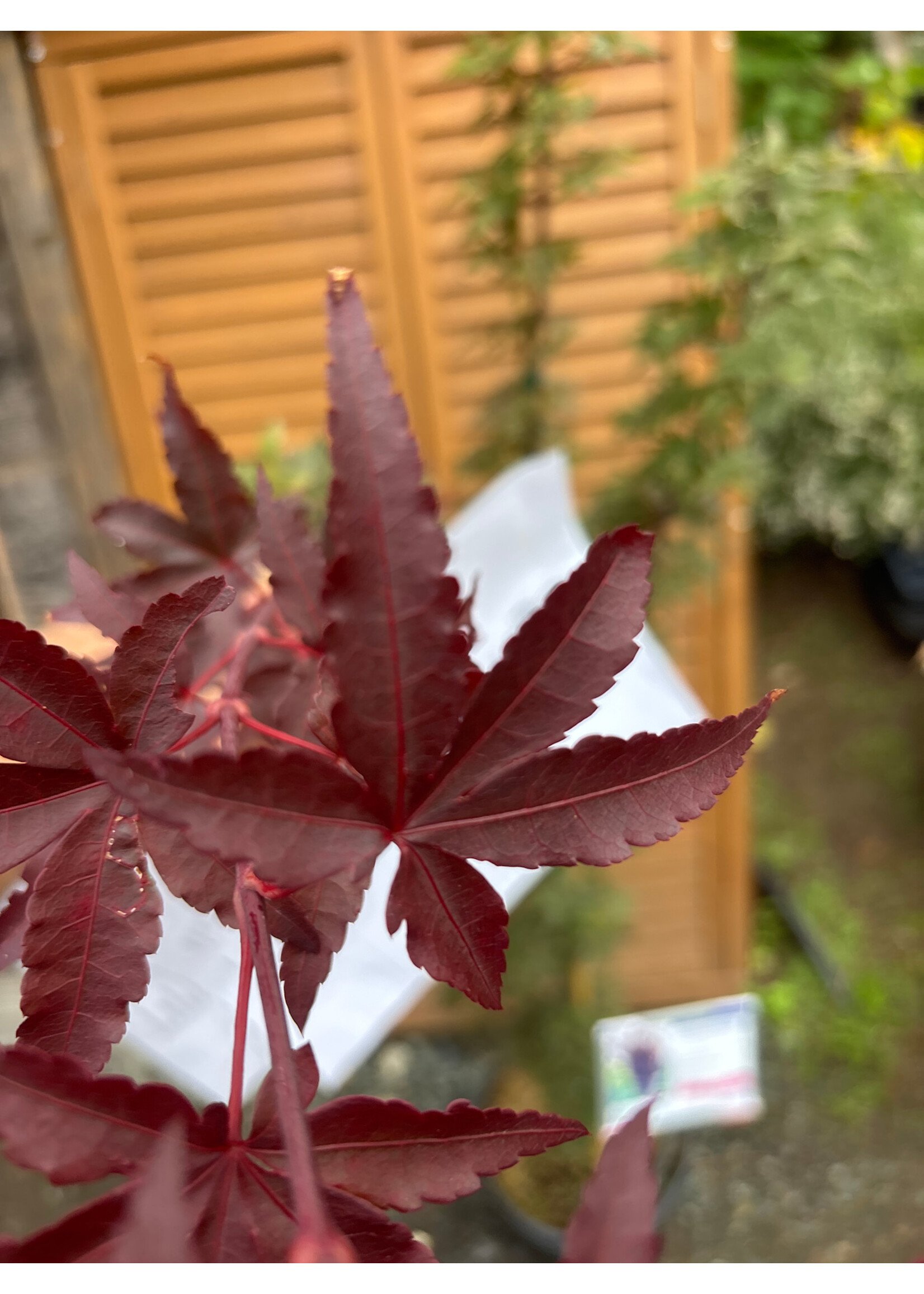 Acer palm. Twombly's RedSentinel, Japanese Maple #3
